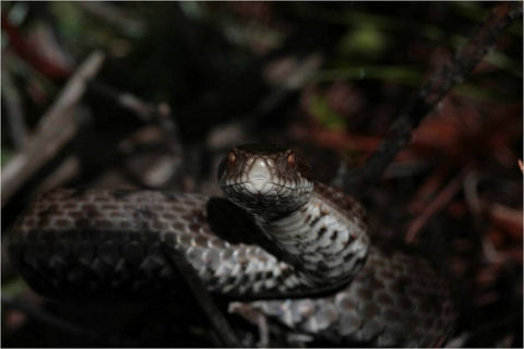 vipera berus